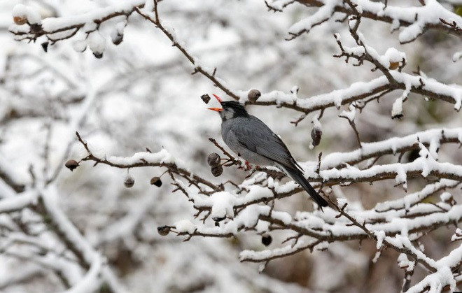 Chim ăn quả lê dại trên cây phủ đầy tuyết ở thành phố Dharmsala, Ấn Độ. (Nguồn Guardian)