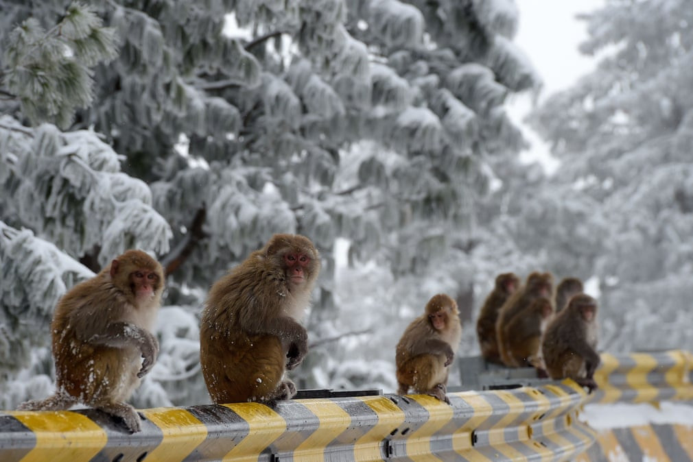 Khỉ ngồi dọc lề đường dưới mưa tuyết ở Islamabad, Pakistan. (Nguồn Guardian)
