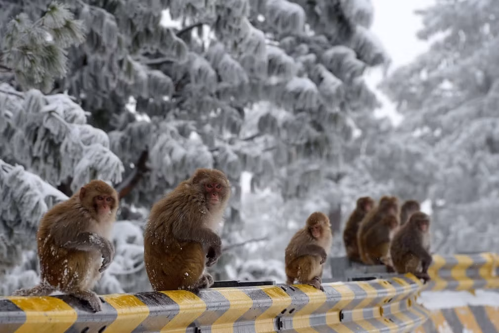 Khỉ ngồi dọc lề đường dưới mưa tuyết ở Islamabad, Pakistan. (Nguồn Guardian)