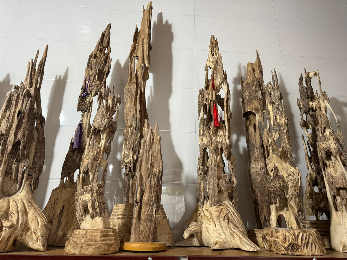 Tại xã Phúc Trạch hầu như nhà nào cũng trồng dó trầm, đây được coi là cây xóa đói giảm nghèo, cây làm giàu của địa phương. Những năm gần đây, nhiều hộ gia đình đã đầu tư máy móc, nhân lực để chế tác các sản phẩm từ cây dó trầm, nhờ vậy giá trị kinh tế của loại cây này càng được nâng cao.