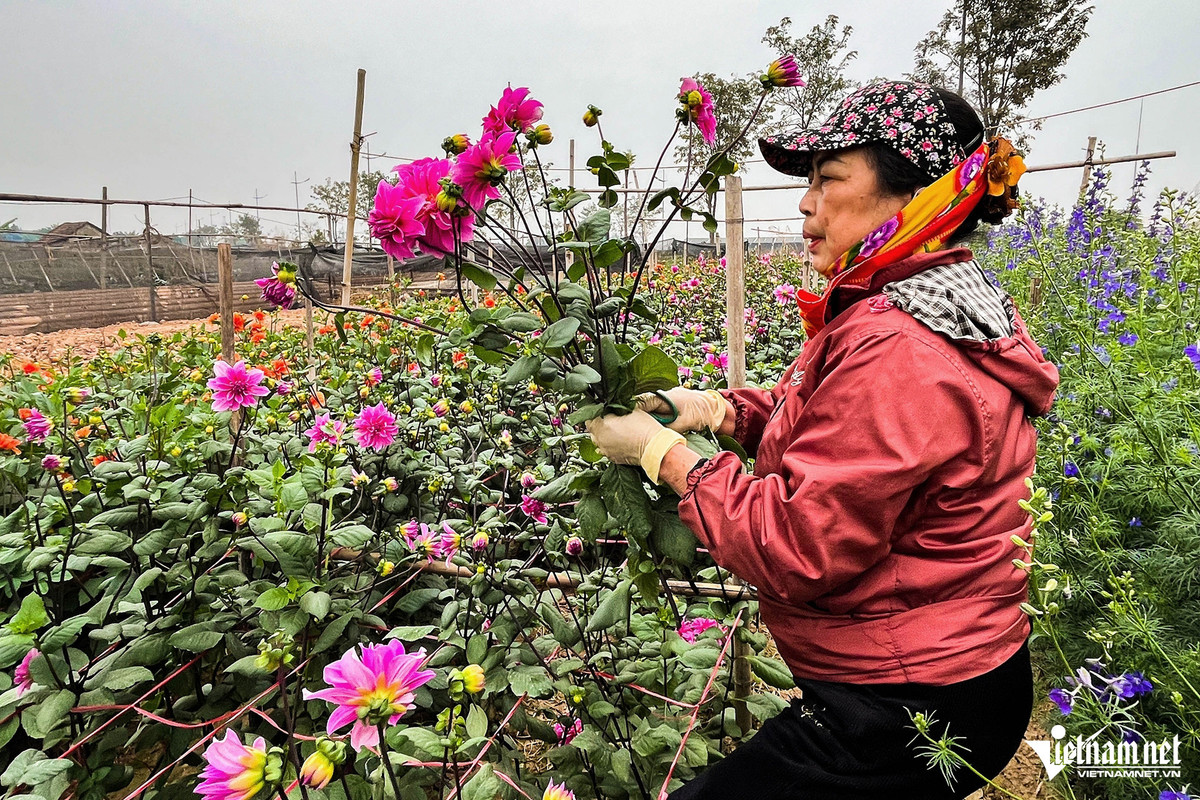 Cô Lan (chủ vườn hoa thược dược) đang cắt hoa để thu hoạch. Giá loại hoa này hiện là 30.000 đồng/bó 7 cảnh. Đây là loại hoa được người dân mua để cúng lễ và đi chùa nên giá có thể còn tăng cao những ngày cận Tết.