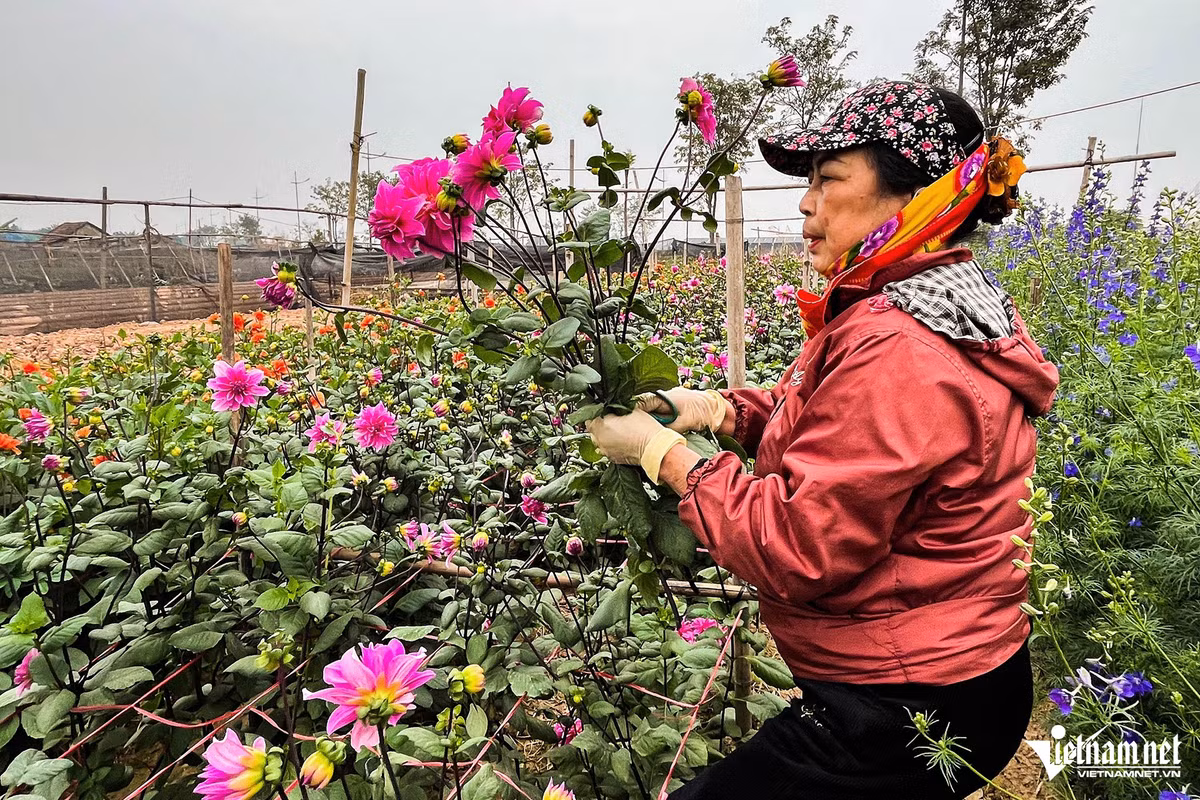 Cô Lan (chủ vườn hoa thược dược) đang cắt hoa để thu hoạch. Giá loại hoa này hiện là 30.000 đồng/bó 7 cảnh. Đây là loại hoa được người dân mua để cúng lễ và đi chùa nên giá có thể còn tăng cao những ngày cận Tết.