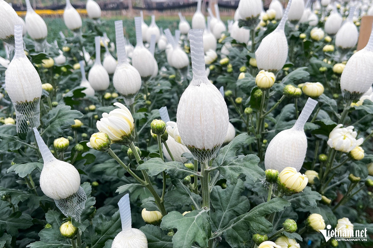 Hoa cúc được trồng nhiều nhất tại Tây Tựu. Loại hoa này được bán với giá 2.000 đồng/bông, giảm một nửa so với năm ngoái. Giá cúc vàng và cúc trắng có sự chênh lệch tùy vào chất lượng và hình thức của chúng.