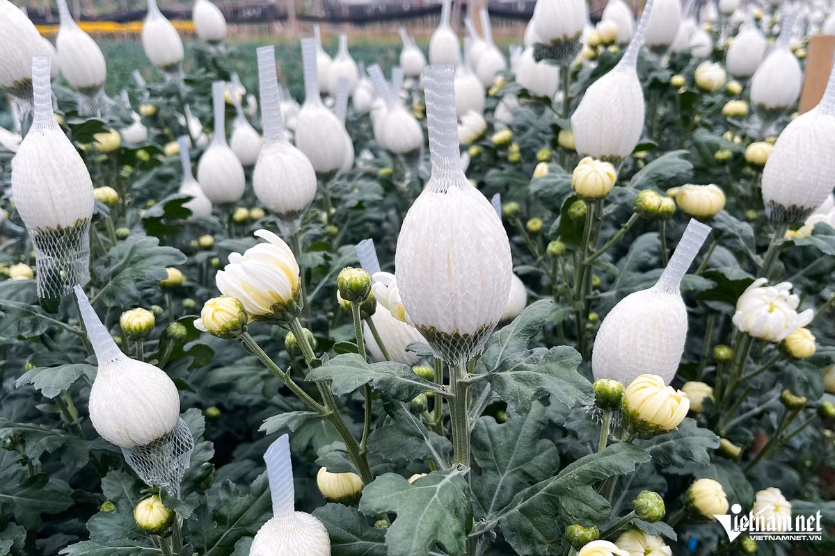 Hoa cúc được trồng nhiều nhất tại Tây Tựu. Loại hoa này được bán với giá 2.000 đồng/bông, giảm một nửa so với năm ngoái. Giá cúc vàng và cúc trắng có sự chênh lệch tùy vào chất lượng và hình thức của chúng.