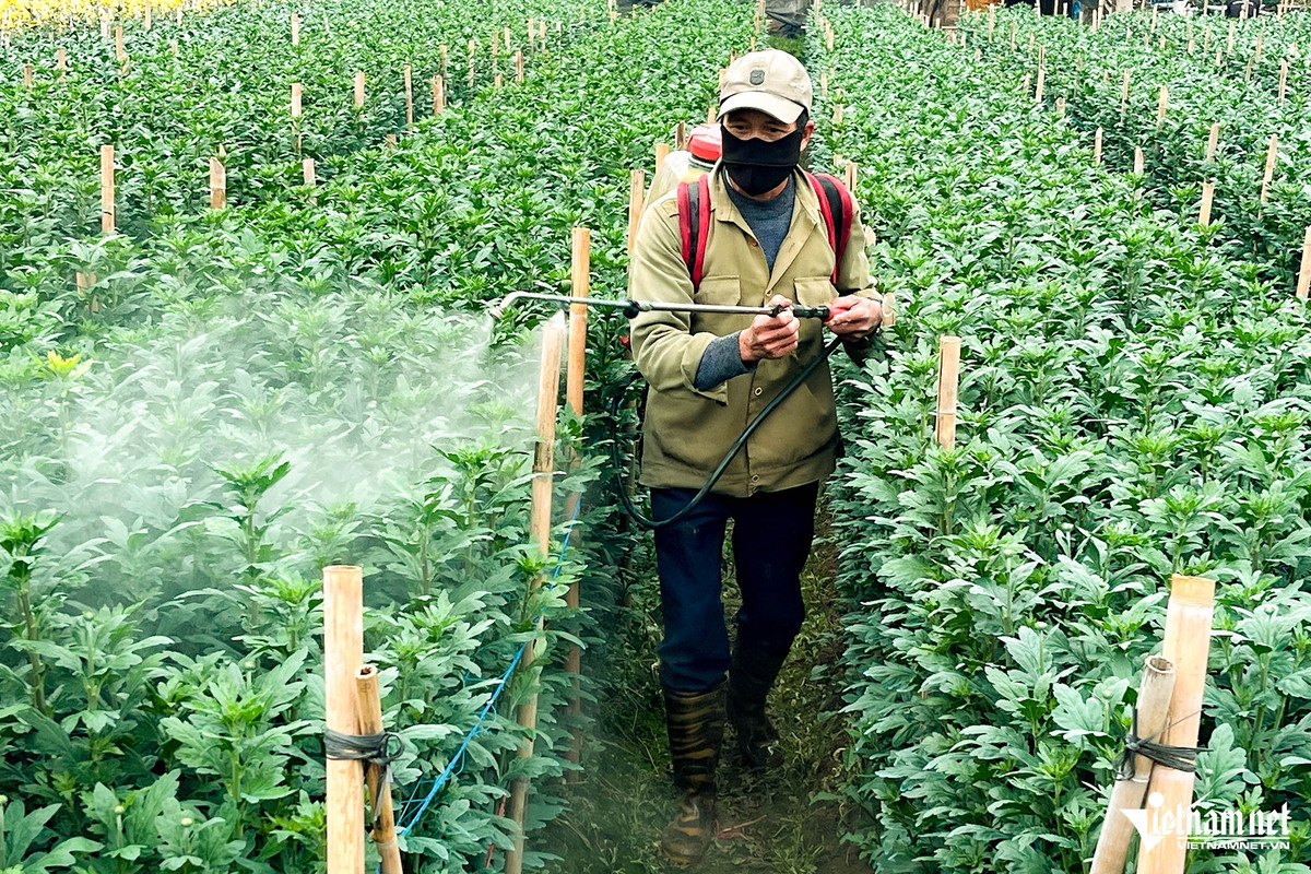 Anh Hiệu (chủ vườn hoa cúc) đang phun thuốc để “kích” hoa nở đúng thời điểm. Anh Hiệu cho biết, trước đây, nhà có 6 sào trồng hoa nhưng sau bão Yagi chỉ còn mấy luống. Giá hoa năm nay bán thấp hơn một nửa so với năm ngoái nên xác định lỗ vốn.