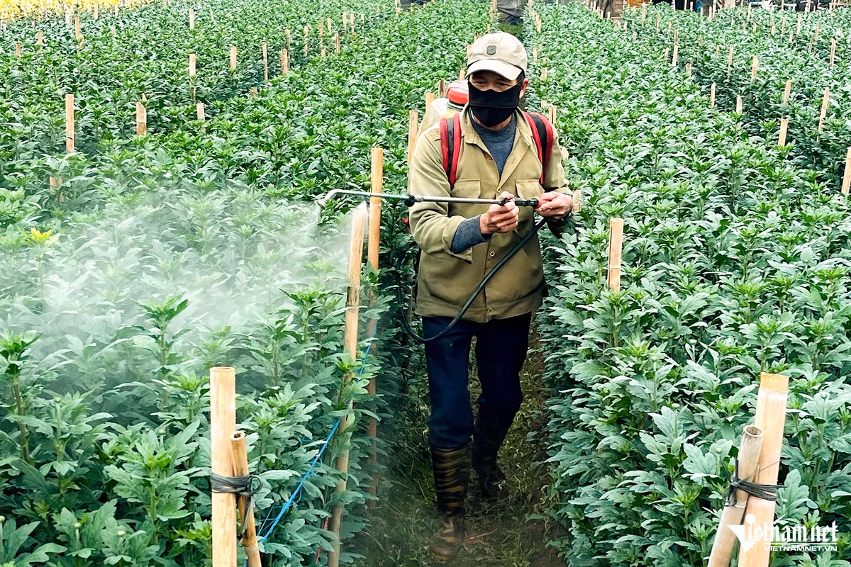 Anh Hiệu (chủ vườn hoa cúc) đang phun thuốc để “kích” hoa nở đúng thời điểm. Anh Hiệu cho biết, trước đây, nhà có 6 sào trồng hoa nhưng sau bão Yagi chỉ còn mấy luống. Giá hoa năm nay bán thấp hơn một nửa so với năm ngoái nên xác định lỗ vốn.