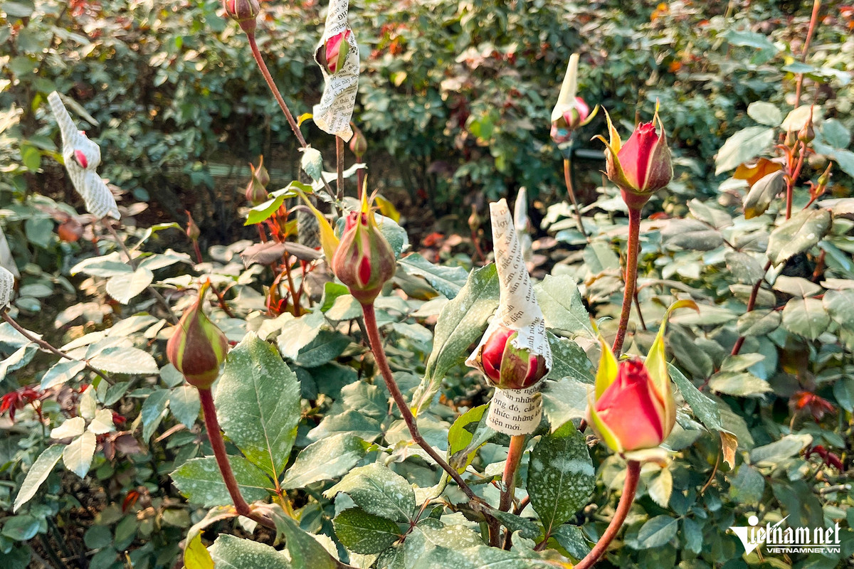 Hoa hồng khó nở và khan hiếm sau mưa bão, nên giá cả cao hơn năm ngoái. Giá bán năm ngoái là 5.000 đồng/bông. Năm nay, giá hoa hồng khoảng 8.000-12.000 đồng/bông. 