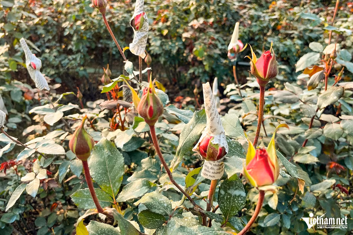 Hoa hồng khó nở và khan hiếm sau mưa bão, nên giá cả cao hơn năm ngoái. Giá bán năm ngoái là 5.000 đồng/bông. Năm nay, giá hoa hồng khoảng 8.000-12.000 đồng/bông. 