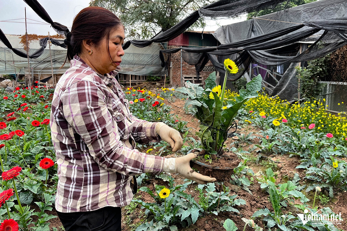 Hoa đồng tiền năm nay được bán với giá 50.000-70.000 đồng/khóm. Các hộ trồng hoa cho biết, giá hoa đồng tiền năm nay không chênh lệch so với năm ngoái.