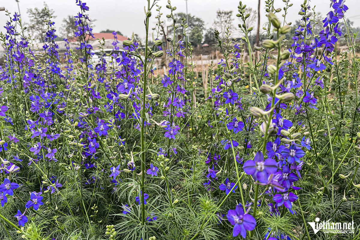 Tương tự, hoa violet năm nay cũng giảm sâu, xuống 2.500 đồng/cây so với mức 5.000 đồng/cây của năm trước. Sau bão, người dân trồng violet đại trà nên giá rớt mạnh.