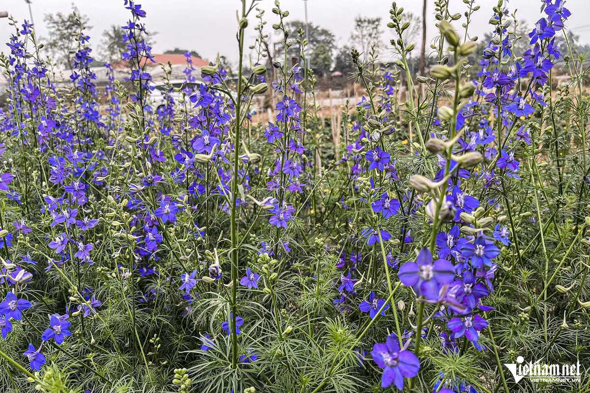 Tương tự, hoa violet năm nay cũng giảm sâu, xuống 2.500 đồng/cây so với mức 5.000 đồng/cây của năm trước. Sau bão, người dân trồng violet đại trà nên giá rớt mạnh.