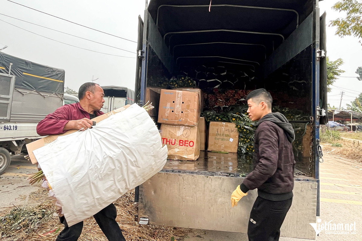 Thủ phủ hoa Tây Tựu thường “phủ sóng” ở các chợ hoa đầu mối như Quảng An, chợ Nhổn, thị trấn Phùng và một số khu vực lân cận khác.