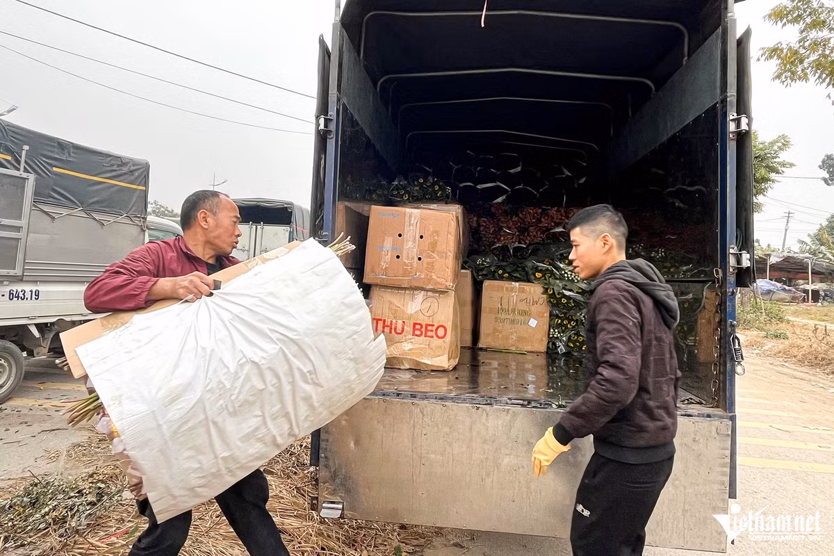 Thủ phủ hoa Tây Tựu thường “phủ sóng” ở các chợ hoa đầu mối như Quảng An, chợ Nhổn, thị trấn Phùng và một số khu vực lân cận khác.