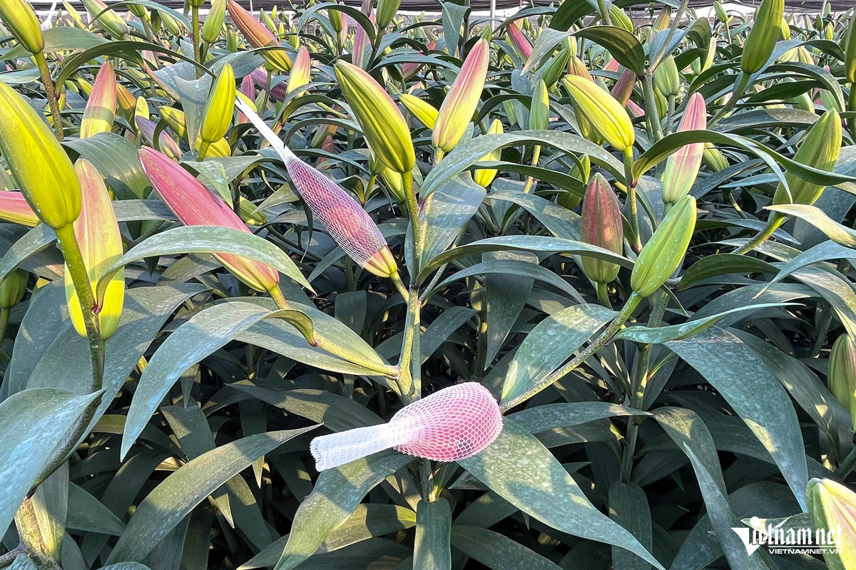 Giá bán hoa ly theo thị trường, hiện khoảng 30.000 đồng/cành 5 bông. Giá hoa ly năm nay không có sự điều chỉnh so với năm ngoái.