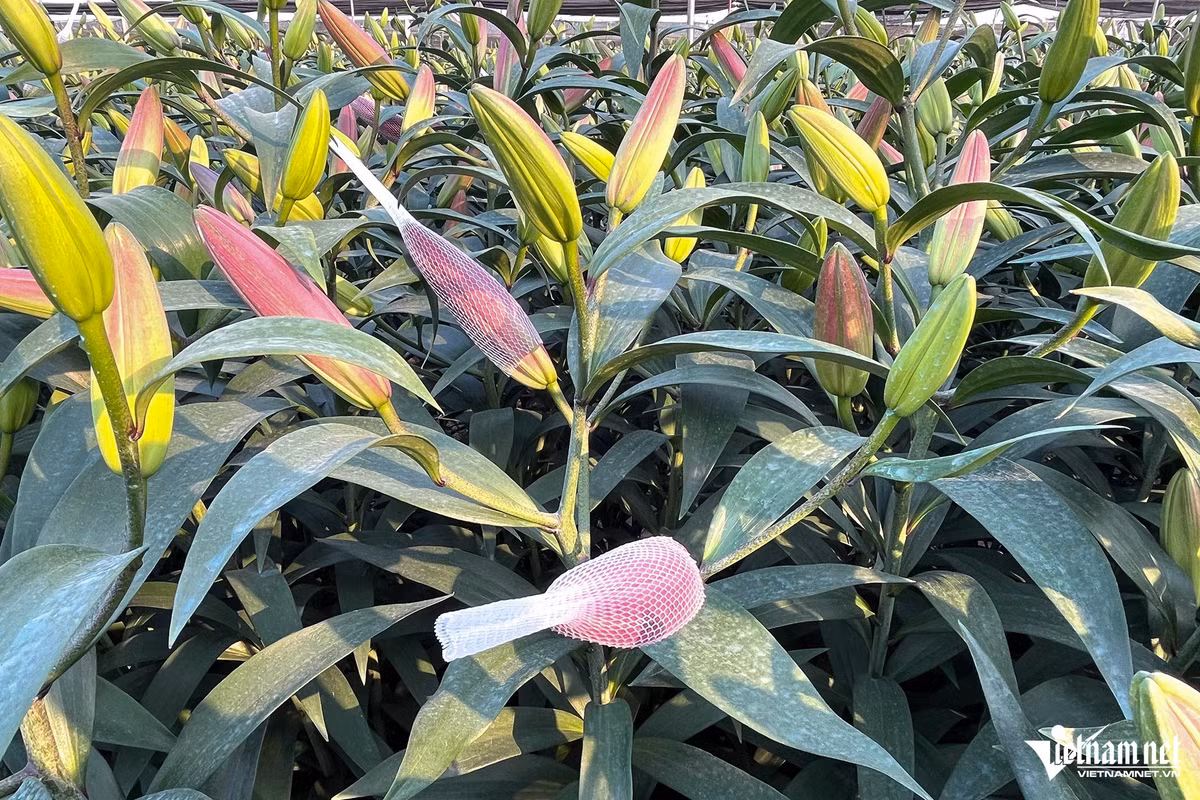 Giá bán hoa ly theo thị trường, hiện khoảng 30.000 đồng/cành 5 bông. Giá hoa ly năm nay không có sự điều chỉnh so với năm ngoái.