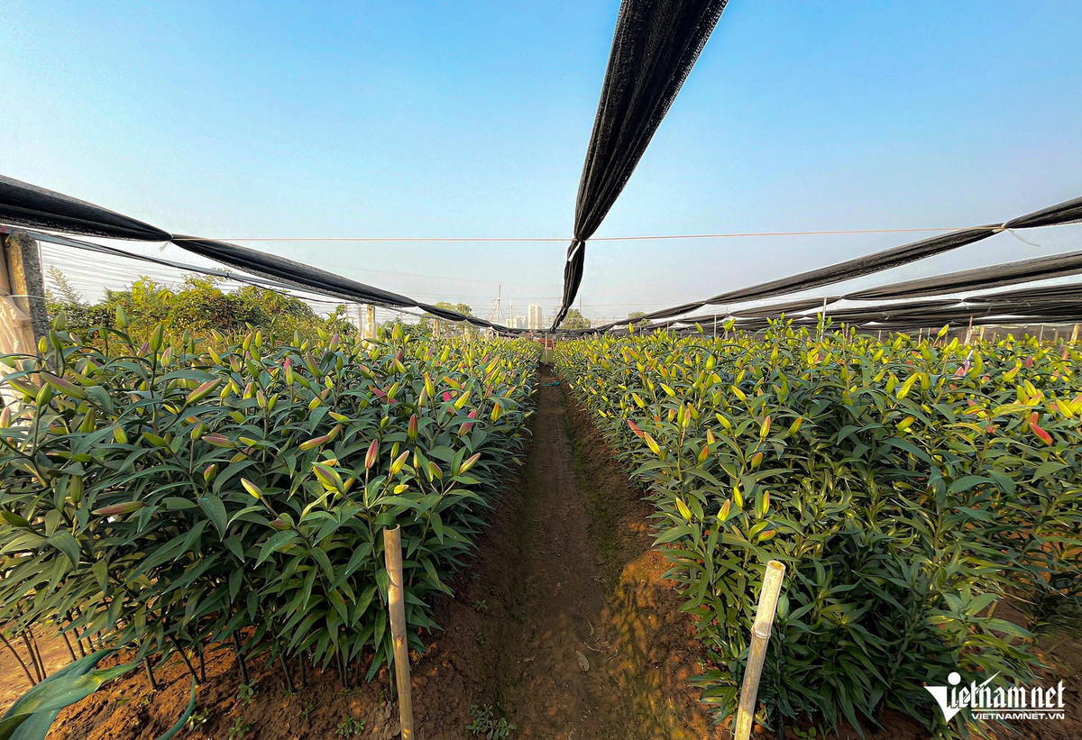 Hoa ly được che lưới để bảo vệ, giúp cây phát triển tốt.