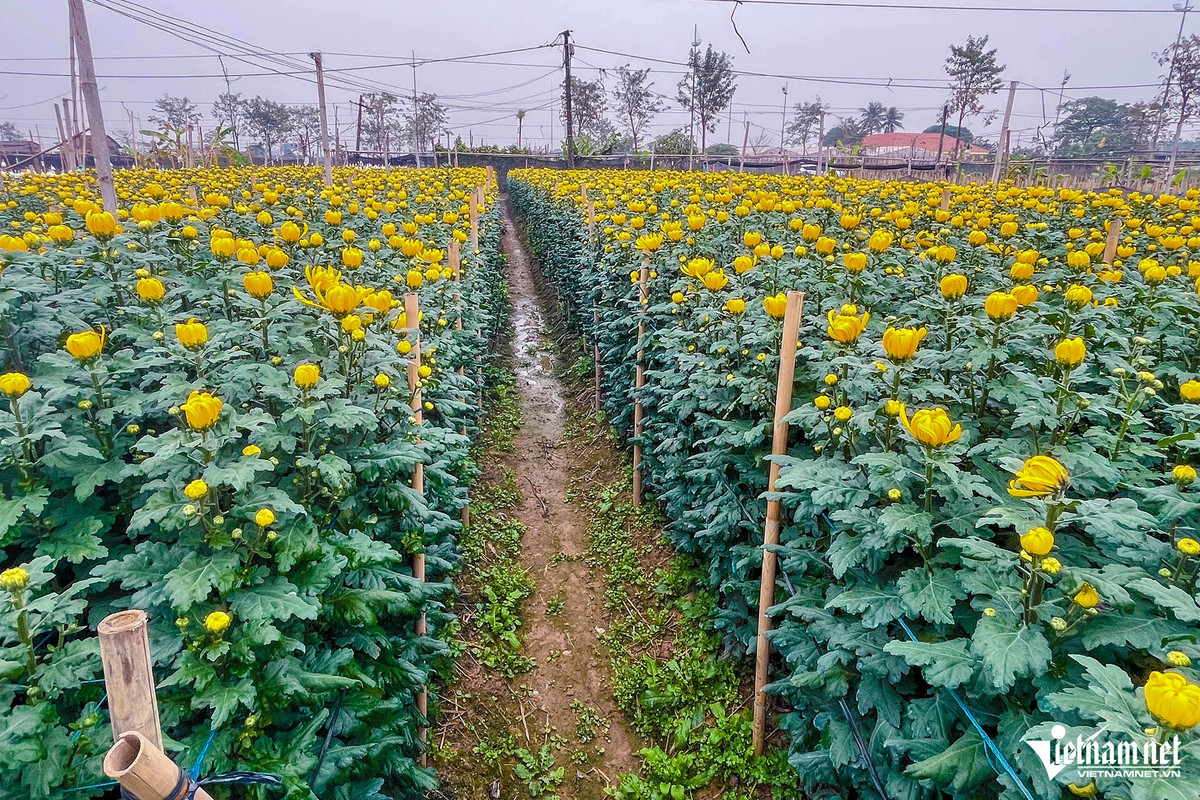 Sau bão Yagi, vườn của các hộ dân trồng hoa làng Tây Tựu bị “chìm trong biển nước” và mất sạch hoa màu. Nông dân bắt đầu trồng lại hoa nhưng diện tích và sản lượng không được nhiều như các năm trước.