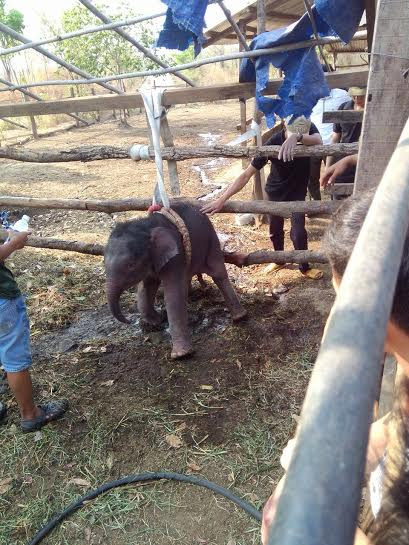 Cuu voi con 2 thang tuoi roi xuong gieng-Hinh-2