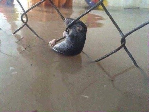 Không chỉ con người mà nhiều loài động vật sống trong đường cống ngầm của Sài Gòn cũng chịu cảnh "mất nơi ăn chốn ở". Trên đây là bức ảnh được hàng chục nghìn dân mạng chia sẻ trong vài ngày gần đây, nó mô tả tình trạng ngập úng nặng trong nhiều khu dân cư, nhiều gia đình bị nước ngập đến tận giường và phải khốn đốn cứu của cải.