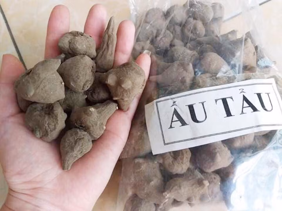 Ngo doc ruou ngam cu au tau: Nguy hiem chet nguoi!