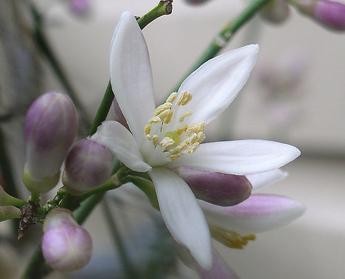 Hoa chanh. Nước hoa chanh có tác dụng loại trừ các tế bào chết, làm cho da trắng sáng hơn, có tác dụng làm trắng sạch loại da nhờn dầu. Không nên sử dụng vào ban ngày, thích hợp với mọi loại da. Đặc biệt thích hợp với da bị mẫn cảm. Ngoài ra nước hoa chanh còn có tác dụng làm cân bằng độ nhờn cho da nhờn.