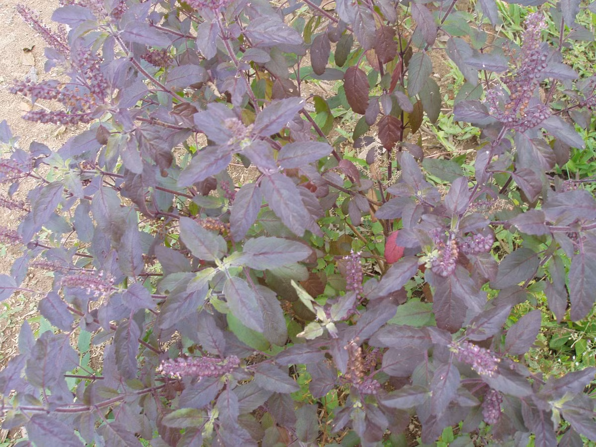  Hương nhu tinh kết hợp với cám gạo. Hương nhu là loại cây có chứa hàm lượng tinh dầu thơm khá cao, nó có tác dụng giải cảm, chữa bệnh…Bên cạnh đó, nó còn được dùng để làm đẹp hiệu quả nhất là để tắm trắng. Bạn có thể tự chế cho mình loại thuốc tắm trắng hiệu quả bằng lá hương nhu này. Cách bào chế, bạn hãy lấy một nắm lá hương nhu to, rửa sạch, giã nát cho thêm vài hạt muối và trộn đều với cám gạo. Dùng hỗn hợp này đắp lên da để có thể loại bỏ tế bào da chết và kích thích da trắng sáng như ý.