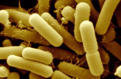 Sử dụng lợi khuẩn Probiotics. Một số người bị mụn trứng cá do có axit trong dạ dày có nguy cơ dẫn đến sự mất cân bằng của vi khuẩn. Vì vậy, hãy thử sử dụng lợi khuẩn Probiotics để tìm lại sự cân bằng trong đường ruột. Probiotics là những vi khuẩn hoặc nấm men giúp ích cho điều này cực tốt.