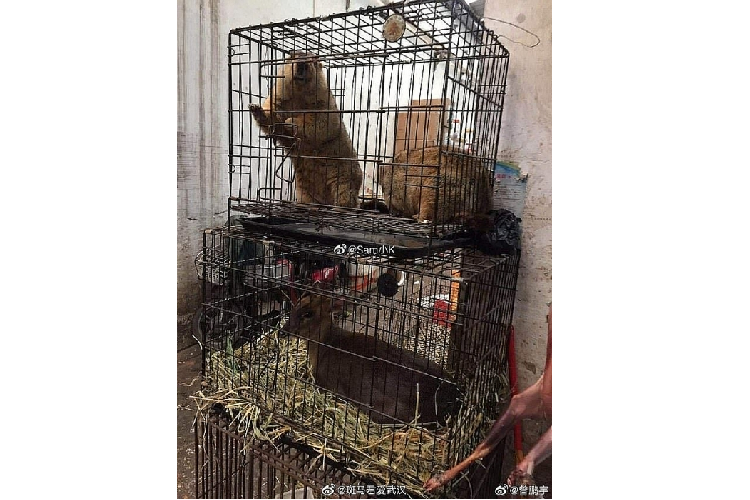 Xem khu cho o Vu Han – noi phat tan dich benh do virus corona ra-Hinh-3