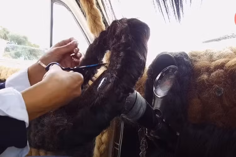 Kỷ lục này đã được công nhận lần đầu trong năm 2010 bởi Sách Kỷ lục Guinness Thế giới, và thêm một lần nữa trong năm 2014, khi Maria vượt qua kỷ lục của chính mình và bổ sung thêm 20 kg tóc nữa cho chiếc xe. Ngày nay, chiếc Fiat có mang trên mình 120 kg tóc.