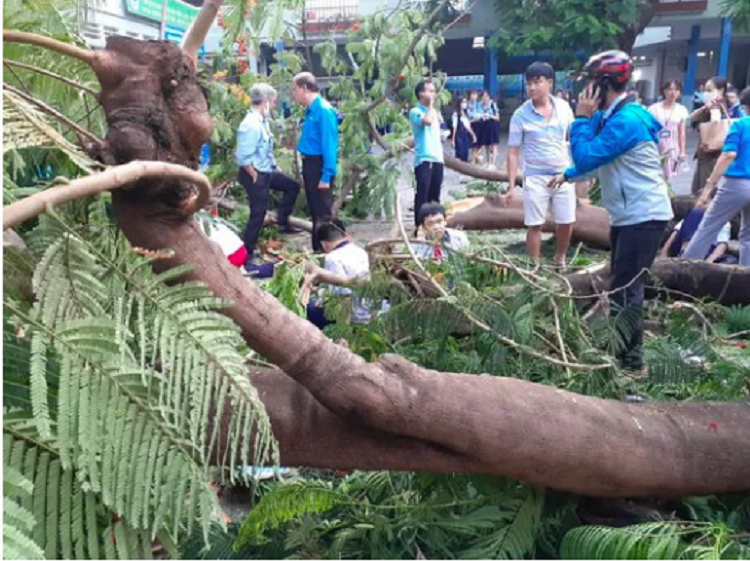 Ha Noi ra soat, “tham kham” va xu ly nhung cay xanh trong cac truong hoc