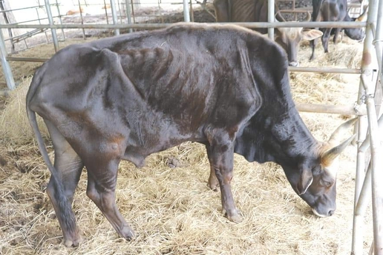 Giai cuu dan bo tot F1 o Ninh Thuan gay tro xuong, suy kiet-Hinh-2