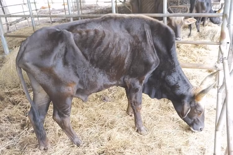 Giai cuu dan bo tot F1 o Ninh Thuan gay tro xuong, suy kiet-Hinh-2