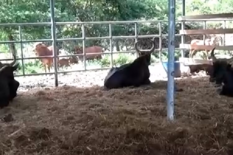 Giai cuu dan bo tot F1 o Ninh Thuan gay tro xuong, suy kiet-Hinh-3