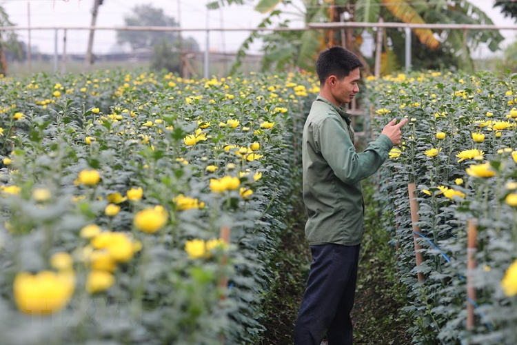 Nông dân làng hoa Tây Tựu chăm sóc kỹ thuât các loại hoa chuẩn bị thu hoạch cho dịp Tết. (Ảnh: Thành Đạt/TTXVN) 