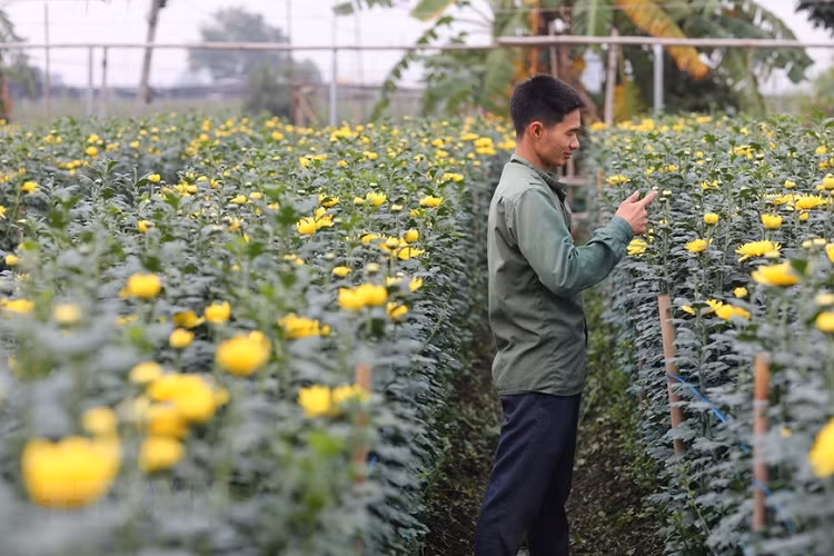 Nông dân làng hoa Tây Tựu chăm sóc kỹ thuât các loại hoa chuẩn bị thu hoạch cho dịp Tết. (Ảnh: Thành Đạt/TTXVN) 
