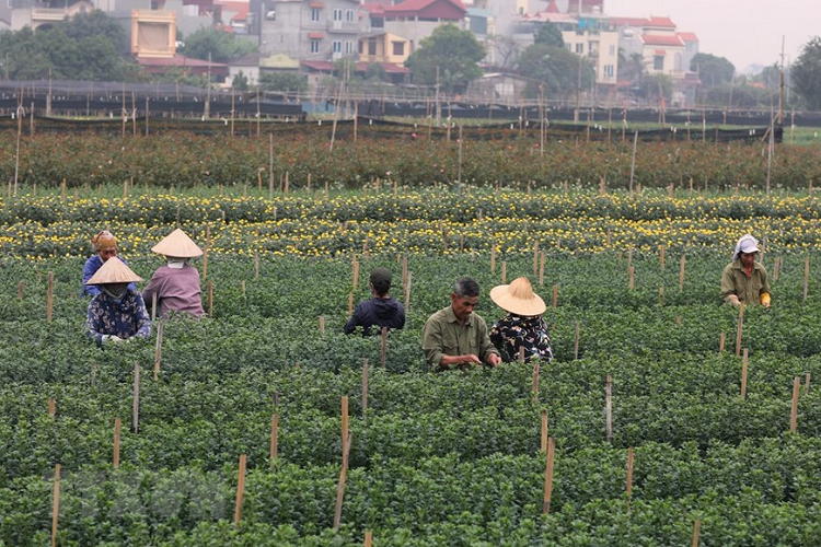 Nông dân làng hoa Tây Tựu chăm sóc kỹ thuât các loại hoa chuẩn bị thu hoạch cho dịp Tết. (Ảnh: Thành Đạt/TTXVN)