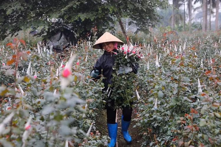 Những vườn hoa hồng, cúc đang được thu hoạch phục vụ người tiêu dùng. (Ảnh: Thành Đạt/TTXVN) 