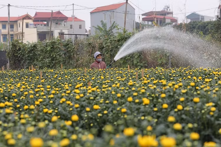 Nông dân làng hoa Tây Tựu chăm sóc kỹ thuât các loại hoa chuẩn bị thu hoạch cho dịp Tết. (Ảnh: Thành Đạt/TTXVN) 
