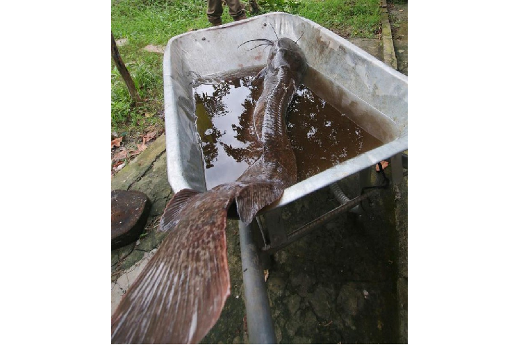 Bat duoc ca tre dai hon 1 m o Hau Giang-Hinh-2