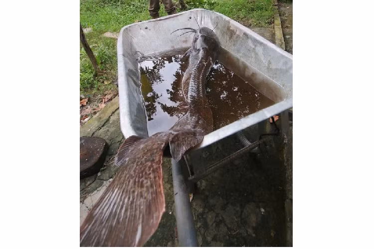 Bat duoc ca tre dai hon 1 m o Hau Giang-Hinh-2