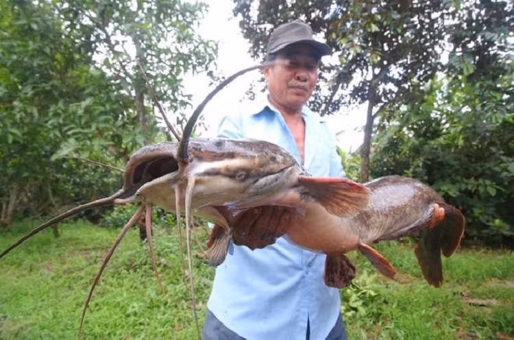 Bat duoc ca tre dai hon 1 m o Hau Giang