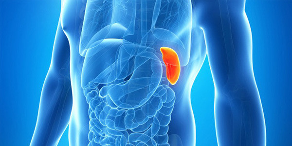 7 co quan noi tang du mat di ban van co the song khoe manh