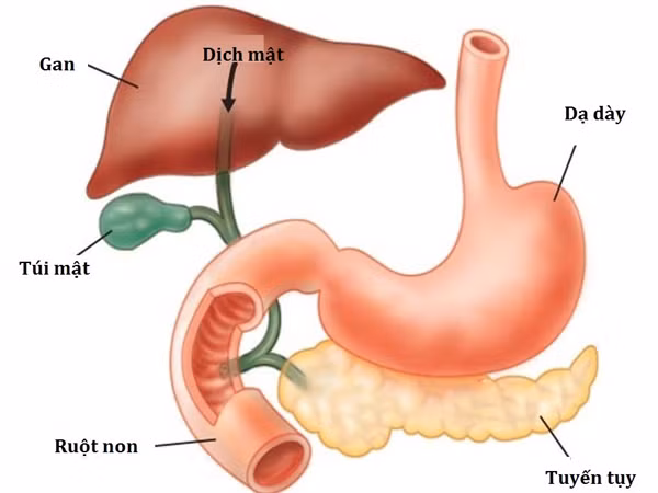 7 co quan noi tang du mat di ban van co the song khoe manh-Hinh-7