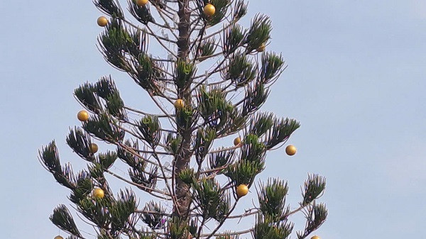 Cận cảnh gói thầu trang trí Tết 2025 tại Vũng Tàu - Hình 6 Can canh goi thau trang tri Tet 2025 tai Vung Tau-Hinh-6