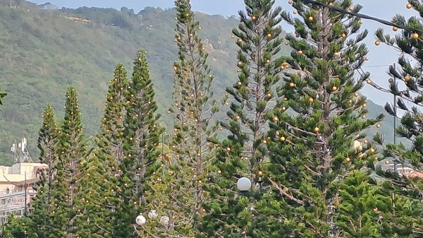 Cận cảnh gói thầu trang trí Tết 2025 tại Vũng Tàu - Hình 7 Can canh goi thau trang tri Tet 2025 tai Vung Tau-Hinh-7