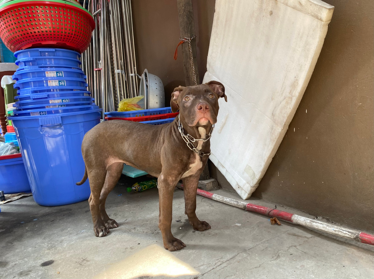 Tại phường Định Công (quận Hoàng Mai), một con chó Pitbull xếp hạng hung dữ nhất hiện nay tại Việt Nam, tuy bị xích nhưng cũng khiến nhiều người khiếp sợ.