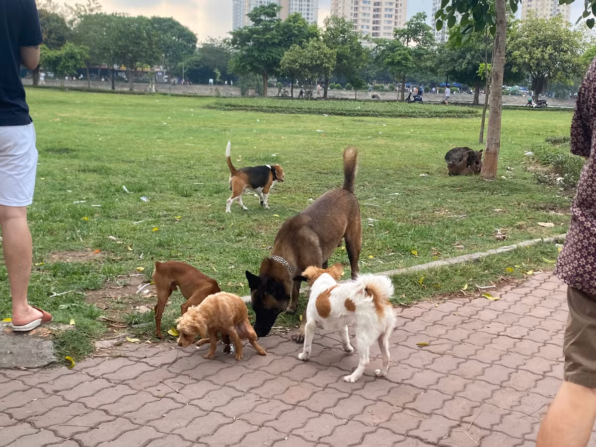 Ghi nhận tại hồ Đền Lừ (phường Hoàng Văn Thụ, quận Hoàng Mai) hàng ngày có tới hàng chục con chó được người dân thả rông, không rọ mõm chạy xung quanh hồ tiềm ẩn nhiều nguy hiểm cho người dân.