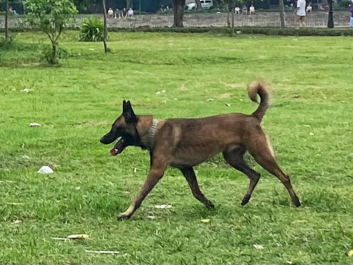 Một con chó béc giê rất to và hung dữ không được rọ mõm chạy tự do.