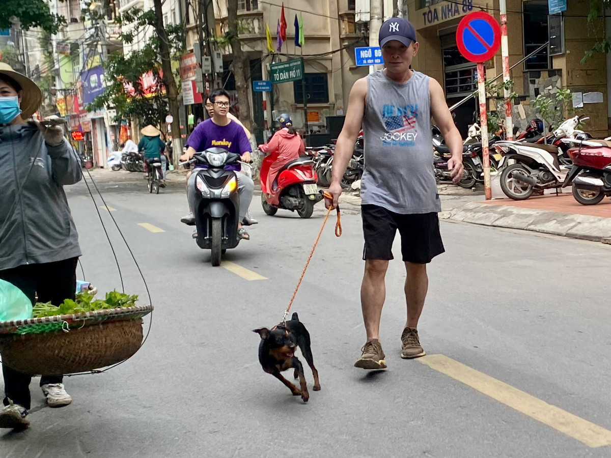 Theo thống kê, tổng đàn chó, mèo của Hà Nội khoảng 460.000, đứng thứ hai cả nước sau Nghệ An.