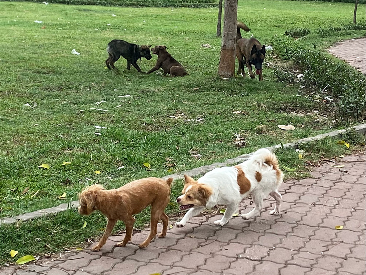 Chị Thương (người dân phường Hoàng Văn Thụ) chia sẻ: "Hồ Đền Lừ không chỉ là nơi dành cho người lớn mà các cháu nhỏ cũng rất thích ra hồ vui chơi mỗi khi đi học về. Nhưng tại hồ này, mỗi ngày có tới hàng chục con chó trông rất hung dữ và đều không được chủ nhân rọ mõm, có thể tấn công người bất cứ lúc nào. Lo lắng nhất là sự an toàn của con nhỏ không được đảm bảo. Tôi mong chính quyền ra quân thường xuyên và xử phạt nghiêm những hành vi trên để chúng tôi, đặc biệt các cháu nhỏ được an tâm, an toàn".